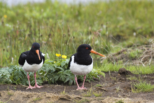 2011-07-07_12-22-12 island.jpg - Austernfischer (Haematopus ostralegus)